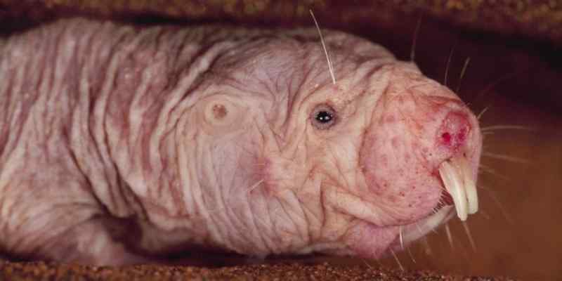 Concurso britânico elege os animais mais feios do mundo; veja lista