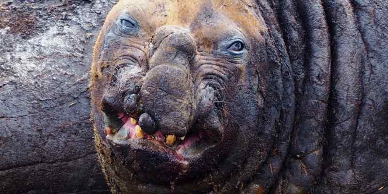 14 animais mais feios do mundo