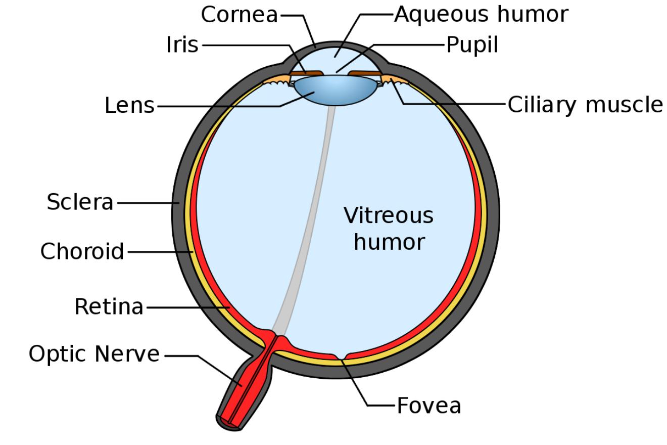 Anatomia do olho humano