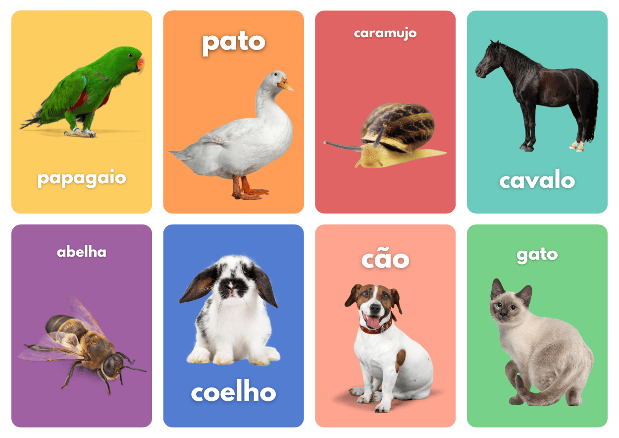 3. oito flashcards: papagaio, pato, caramujo, cavalo, abelha, coelho, cão, gato