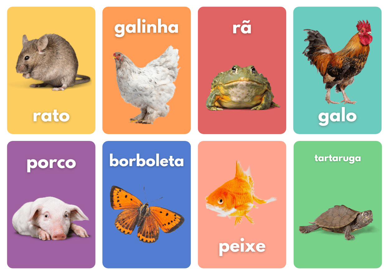 2. oito flashcards: rato, galinha, rã, galo, porco, borboleta, peixe, tartaruga